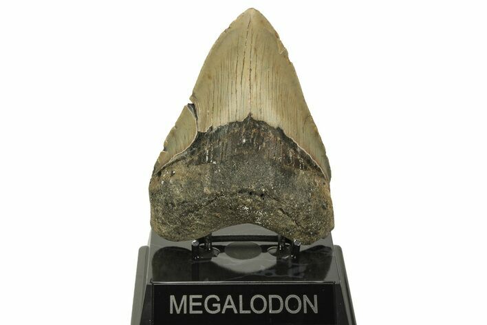 Fossil Megalodon Tooth - North Carolina #219941